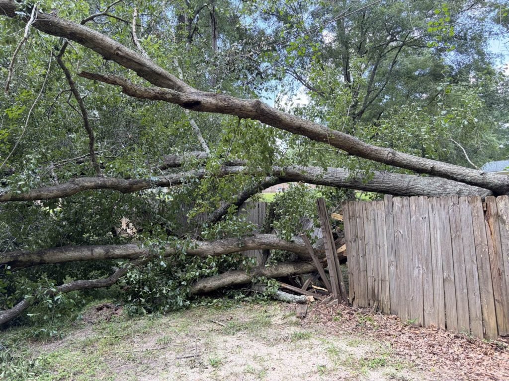 Before: fallen tree in a Wiregrass yard, Blessed Landscapes project by Premium Petals